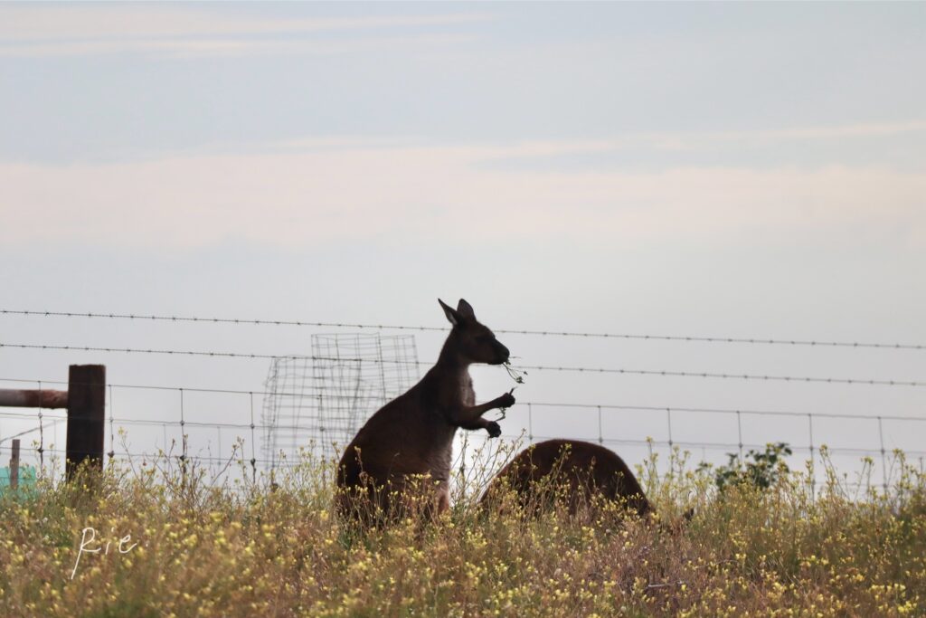 お食事中のカンガルーのシルエット