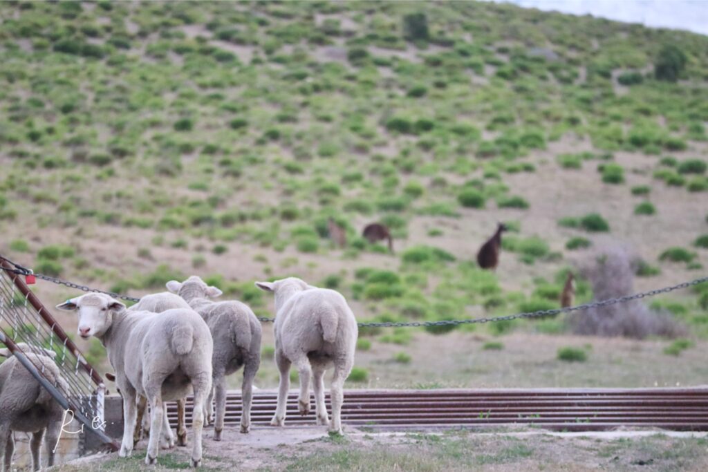 羊の大群と奥に見えるカンガルー