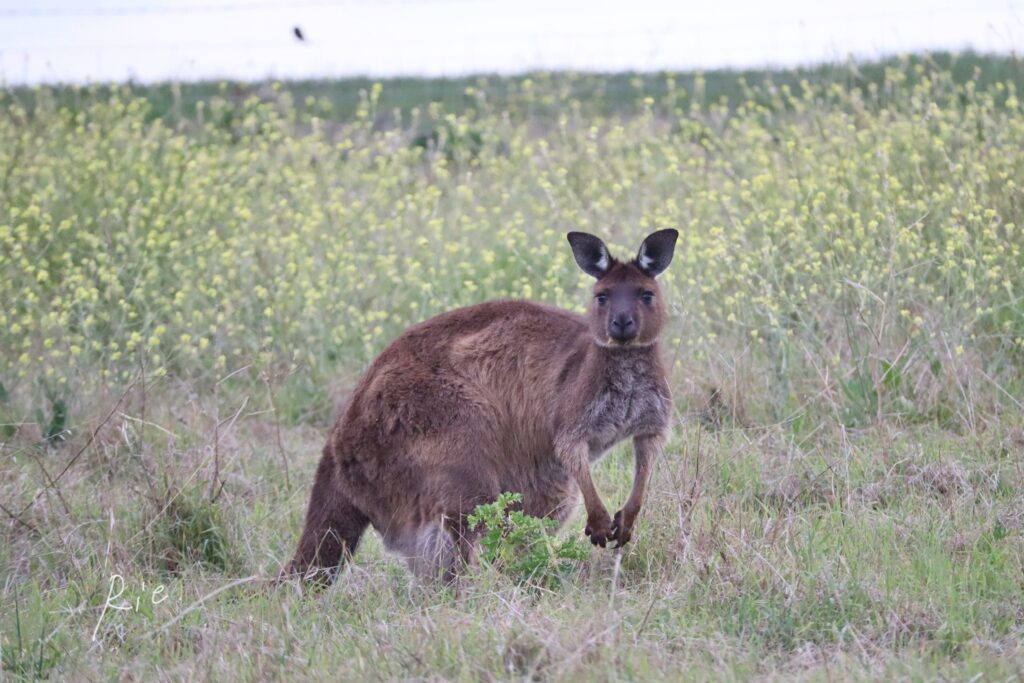 カンガルー・アイランド・カンガルー