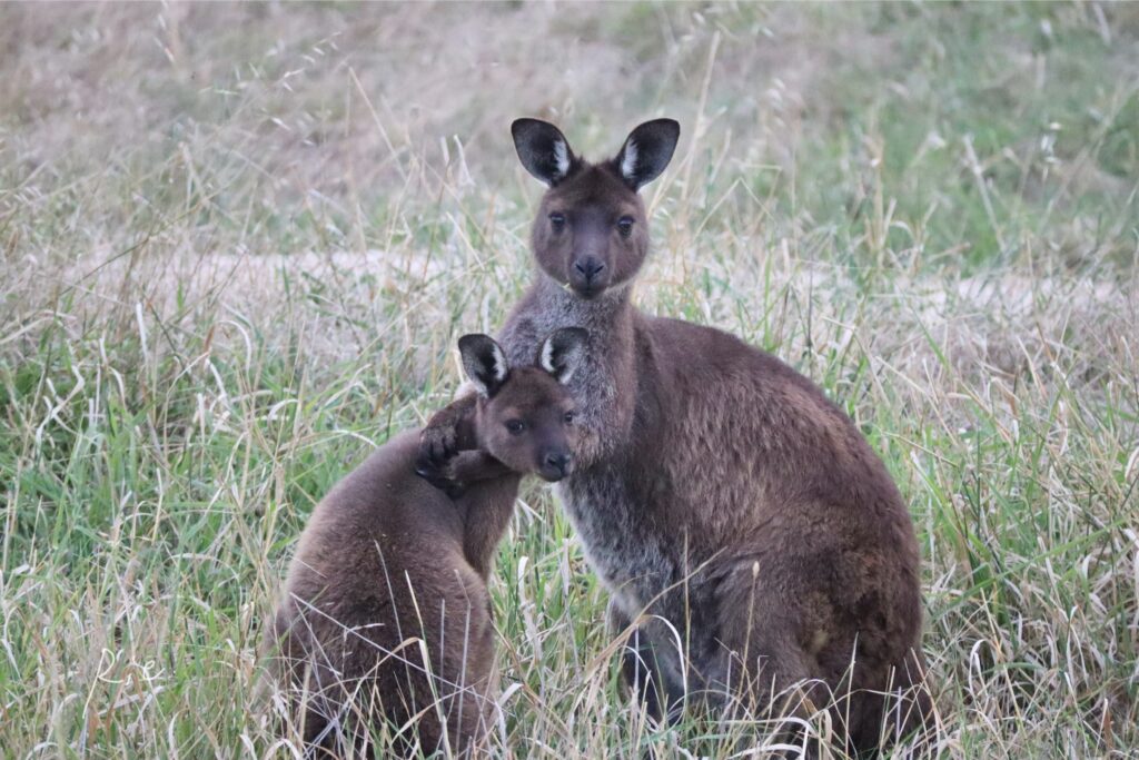 ニーブラする親子カンガルー