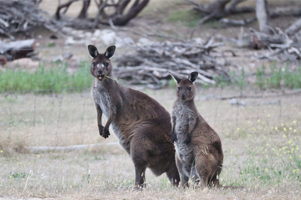 顔に珍しい模様を持ったカンガルー