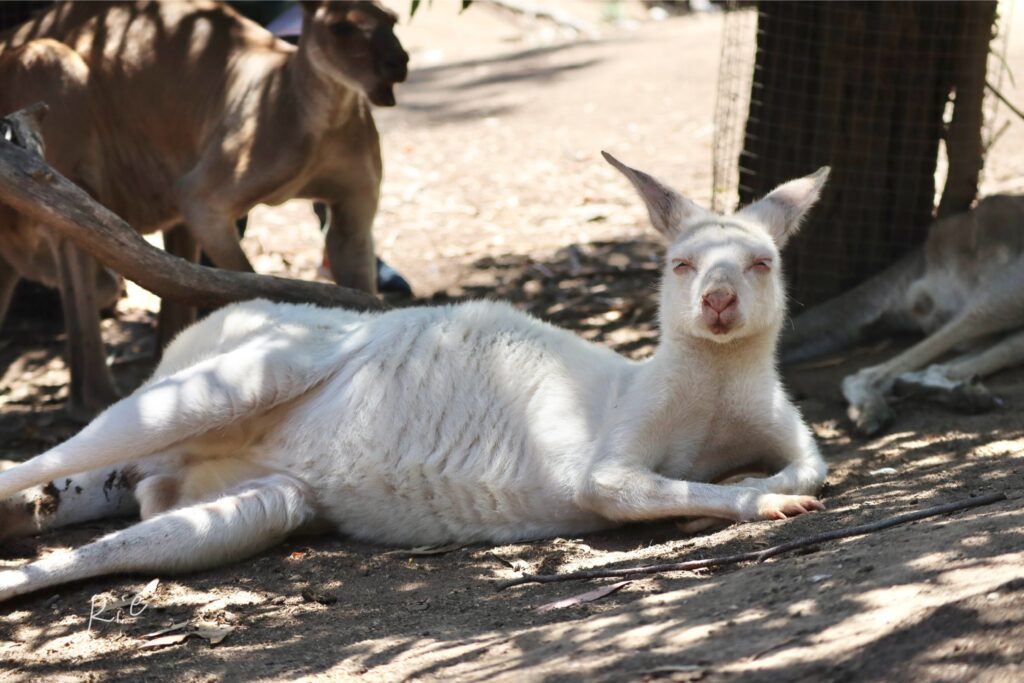 おっさんのようなくつろぎ姿勢のカンガルー