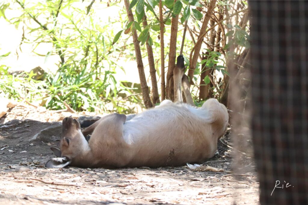 仰向けで寝ているカンガルー