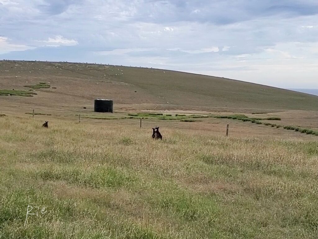 喧嘩をしているカンガルー