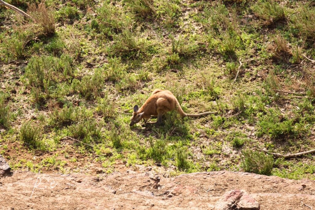お食事中のカンガルー