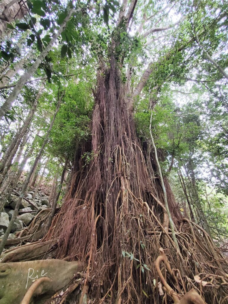 立派な木