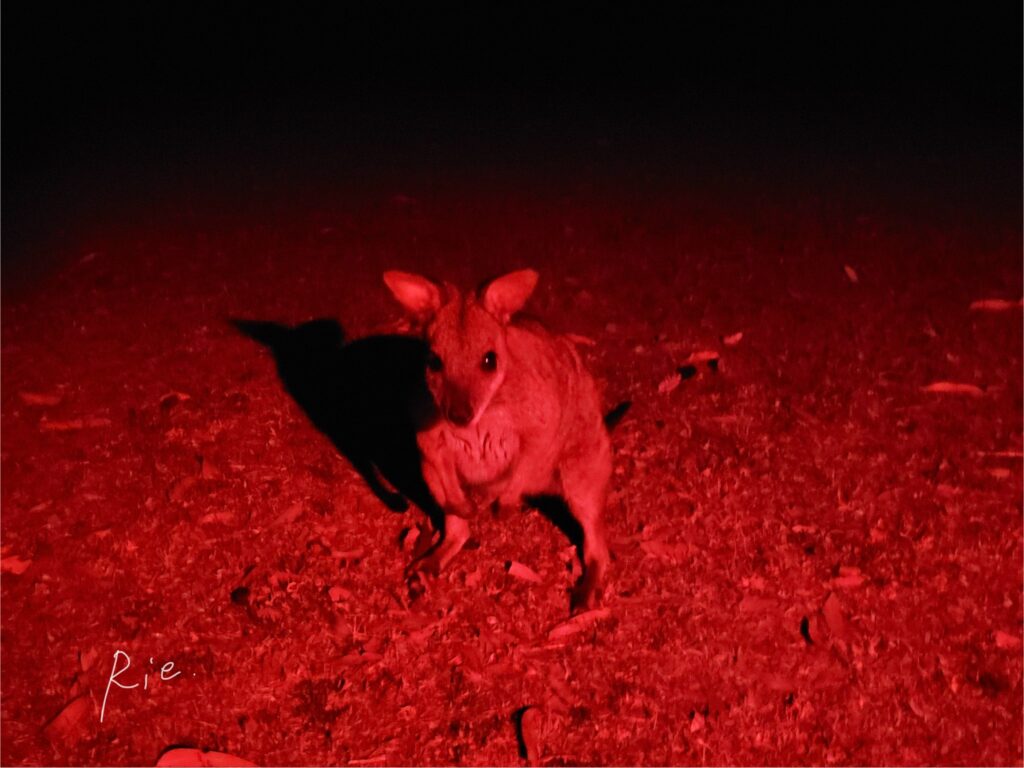 ワラビー