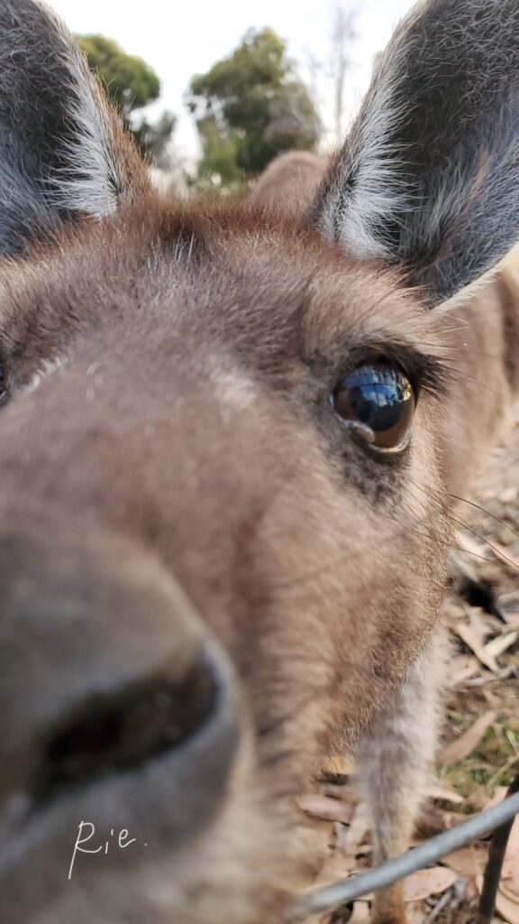 スマホに近寄ってきたカンガルー