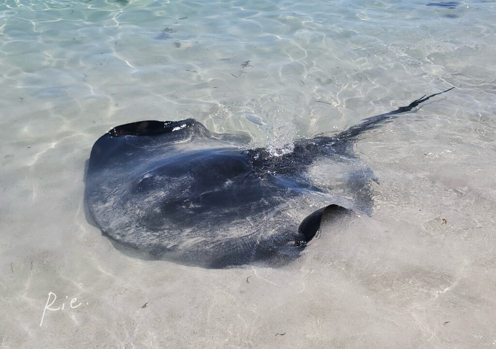 Smooth Stingray