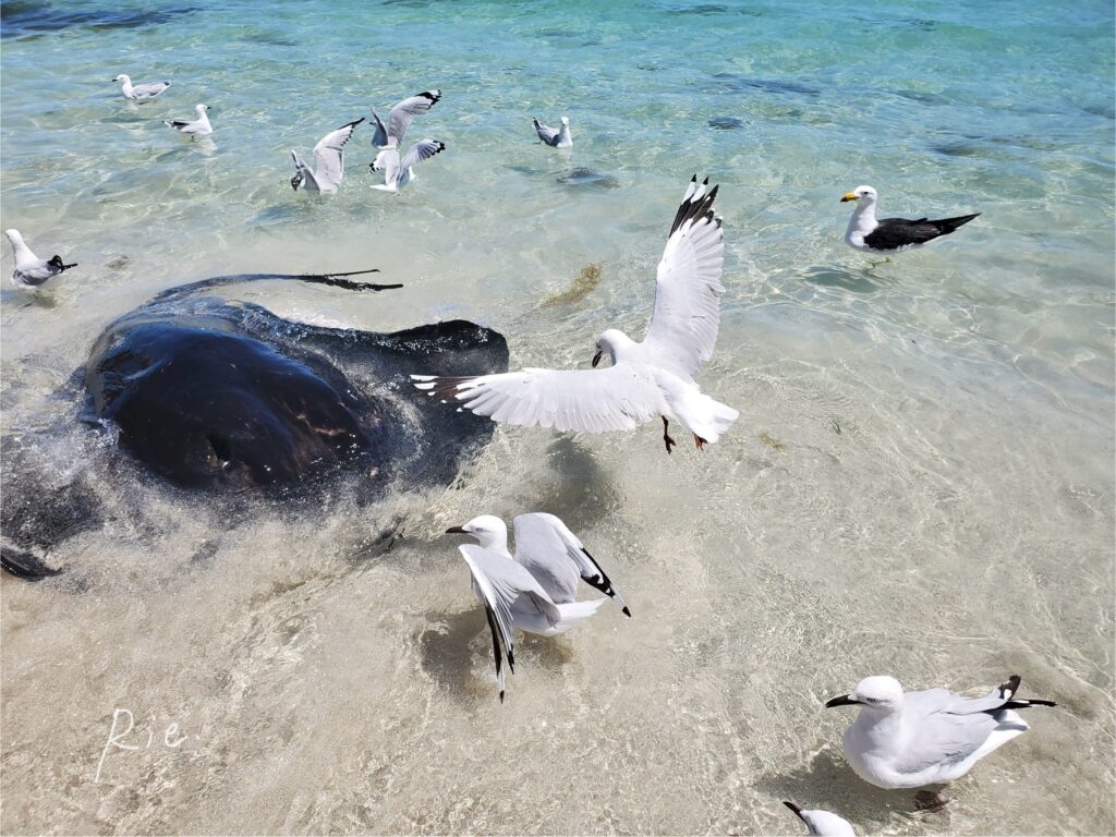 魚にエイとカモメが群がっている様子
