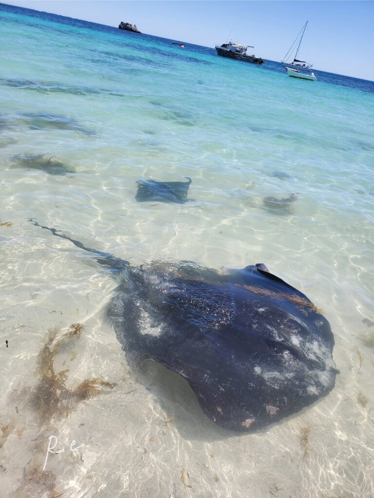 Smooth StingrayとEagle Stingray