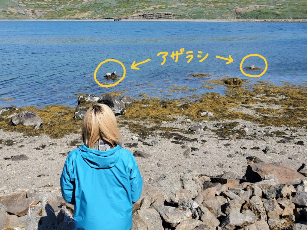 アザラシを見る私