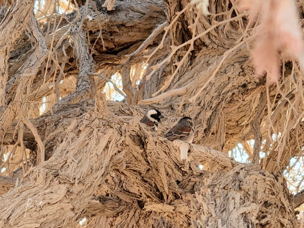 ホオグロスズメのペア