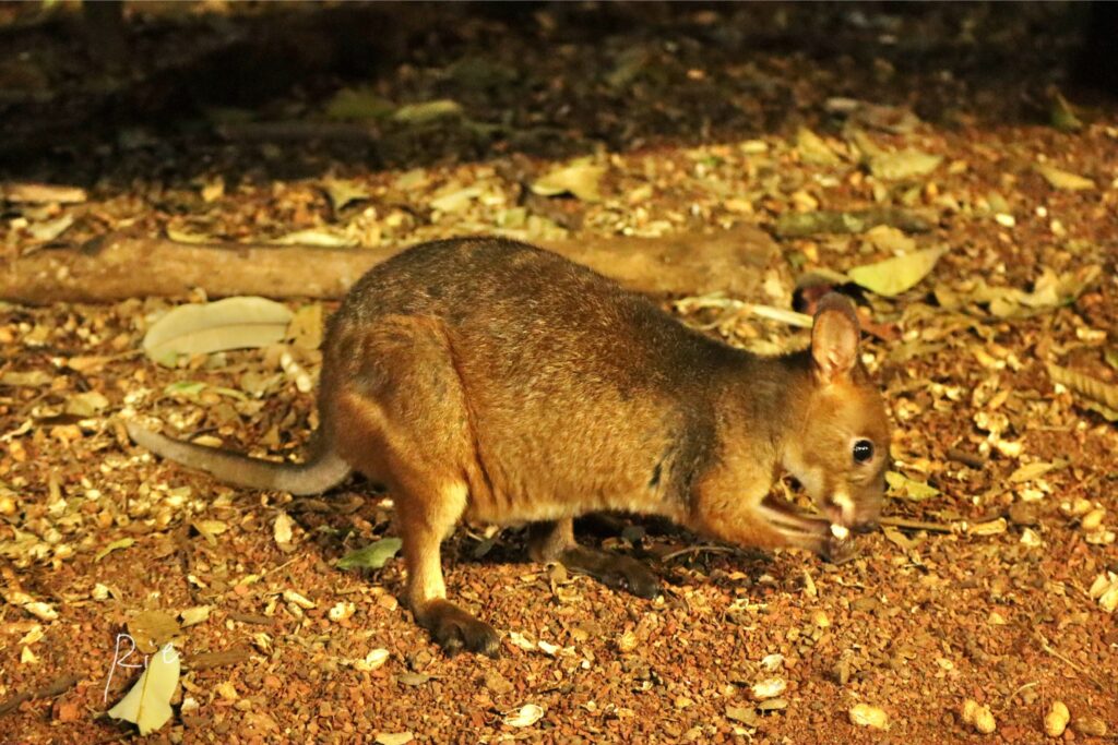 落花生を食べるワラビー