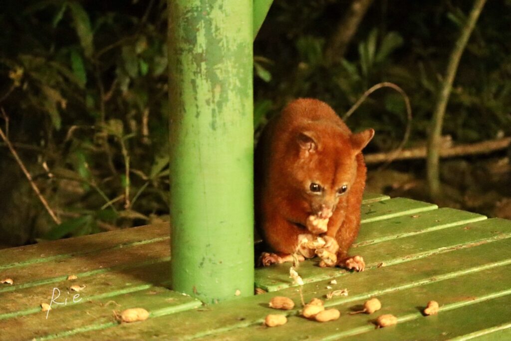 落花生を食べるポッサム
