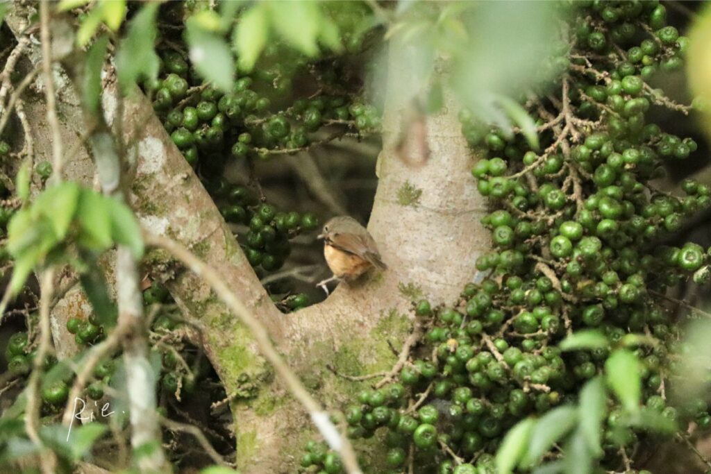 鳥さん