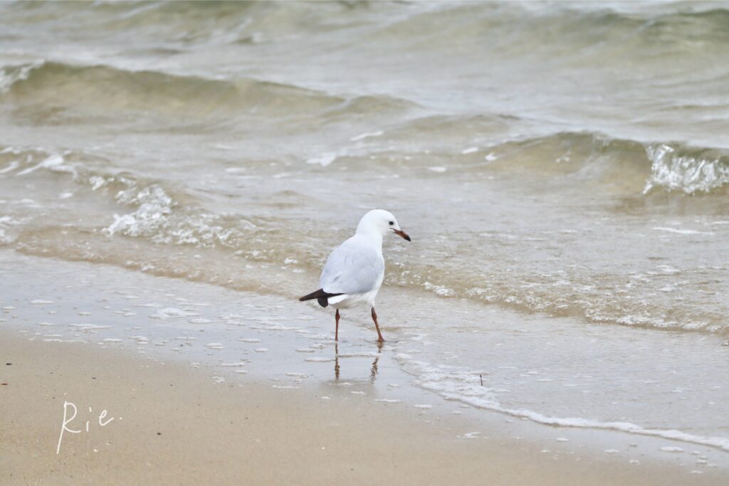 海で遊ぶカモメさん