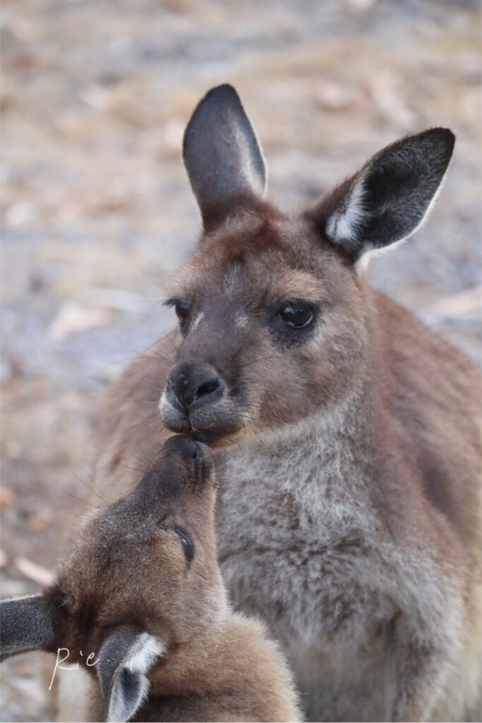 ママの口を舐める子どもカンガルー