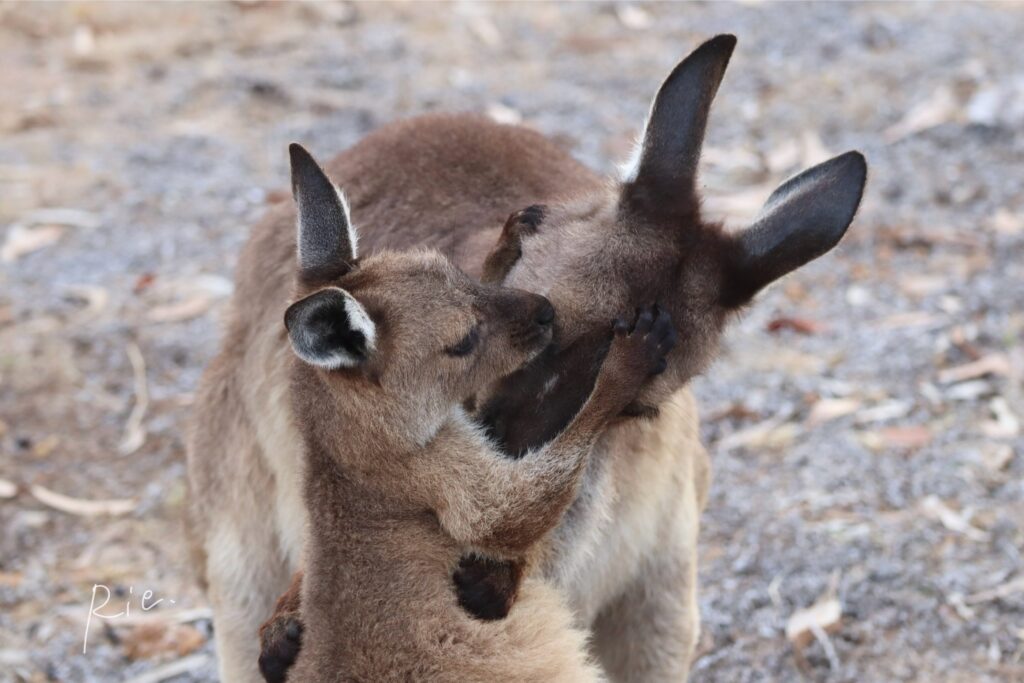 毛繕いをしあう親子カンガルー