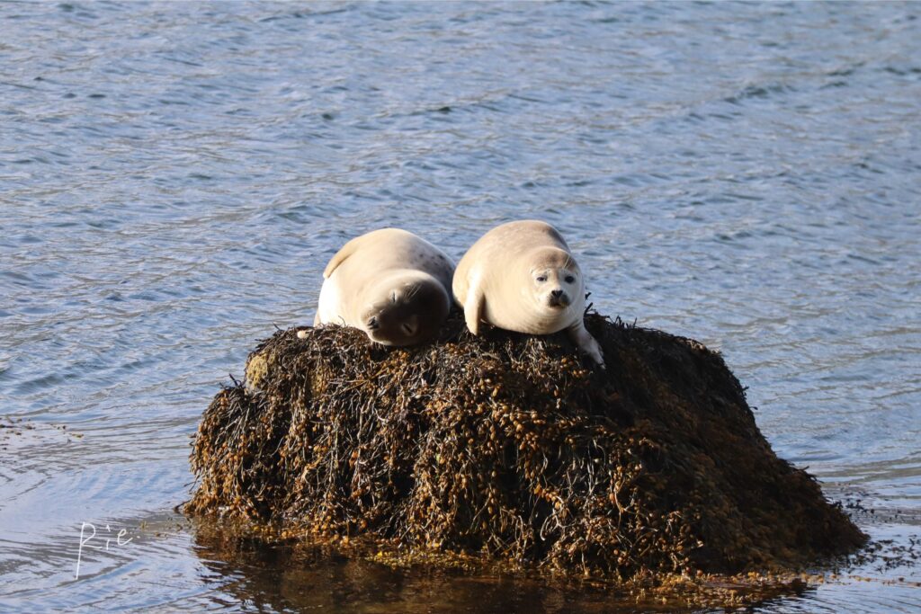 岩の上でくつろぐ2頭のアザラシ