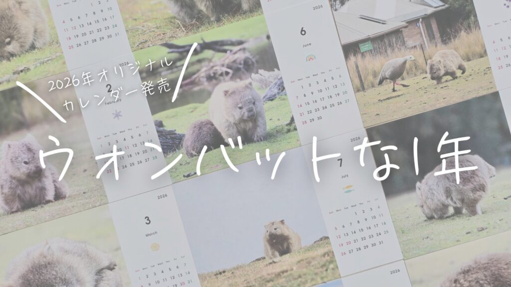 2026年ウォンバットカレンダー発売!