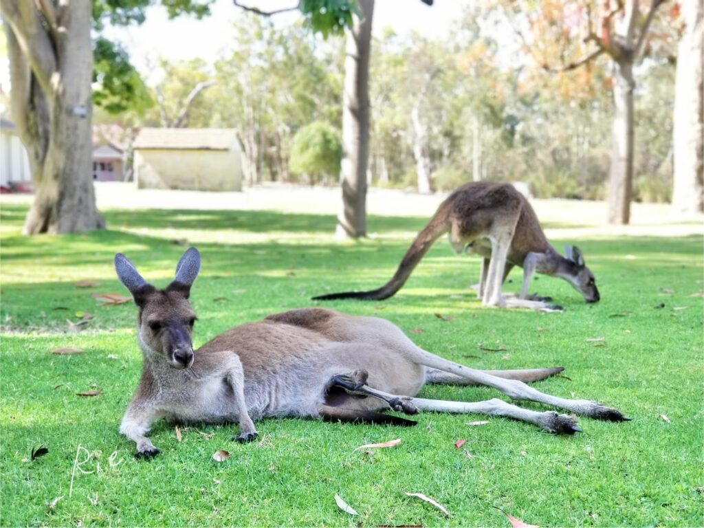ヤンチャップ国立公園のカンガルー