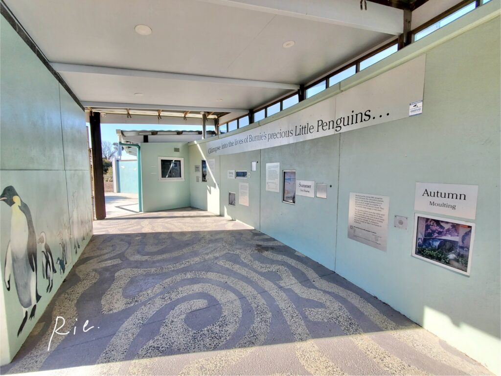 リトルペンギンに関する展示