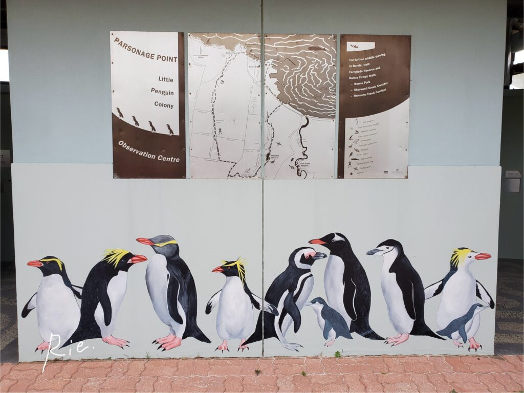 Little Penguin Observation Centreのところにある展示