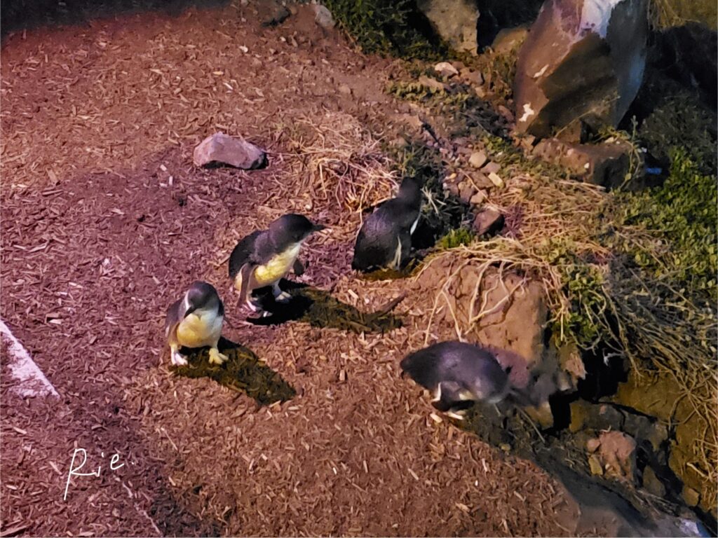 リトルペンギンの大人たち