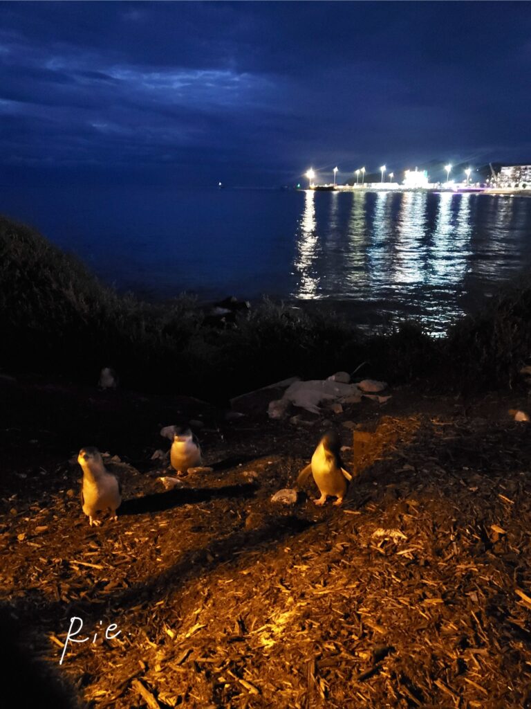 夜景とリトルペンギン