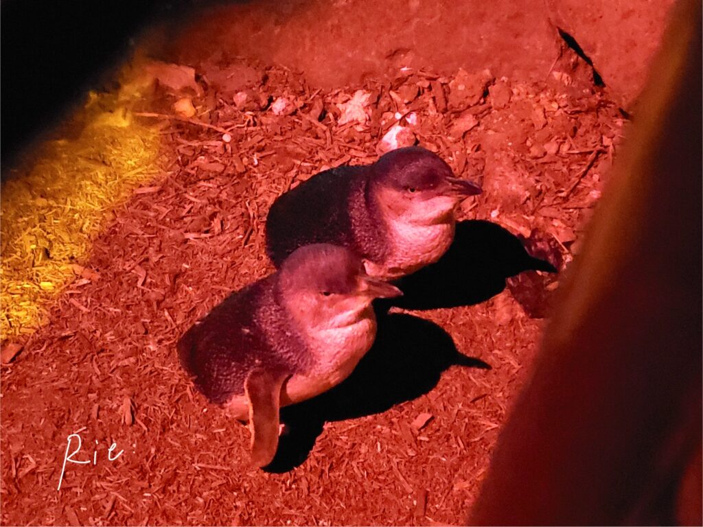 遊歩道のすぐ近くに来たリトルペンギン2羽