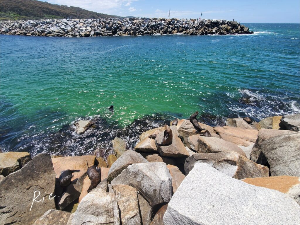Seal Rockの様子①