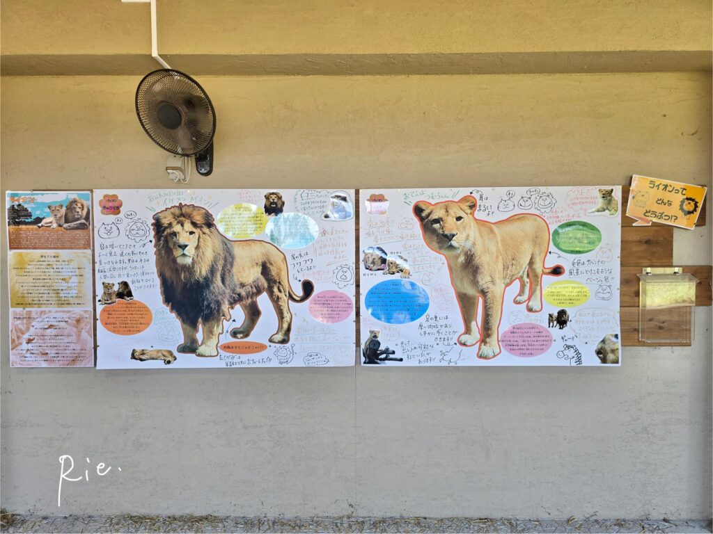 飼育員さん手作りのライオン紹介