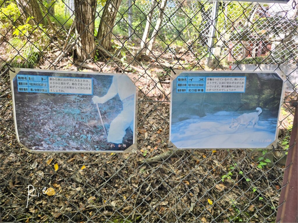 赤外線カメラ撮影されたヒトとイヌ
