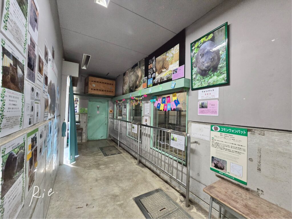 ウォンバット舎室内の様子