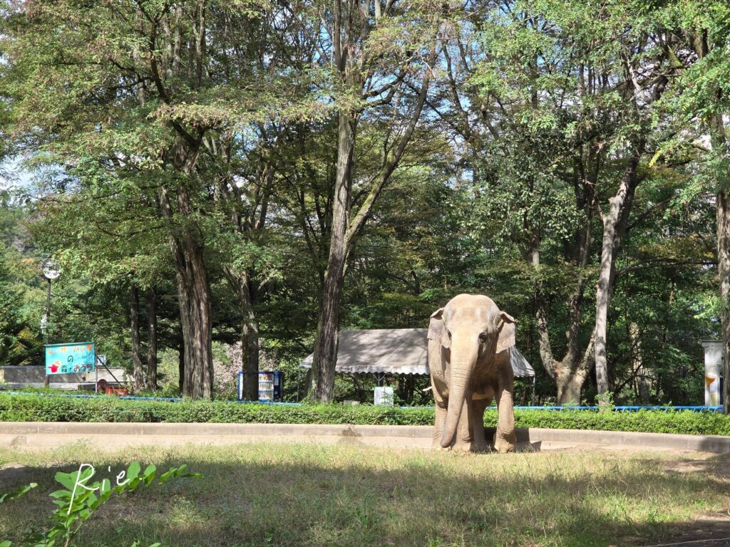 緑に囲まれたアジアゾウ
