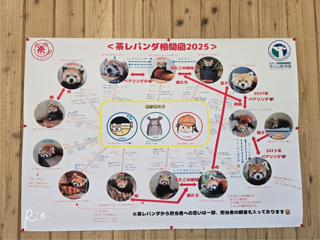 レッサーパンダの相関図2025
