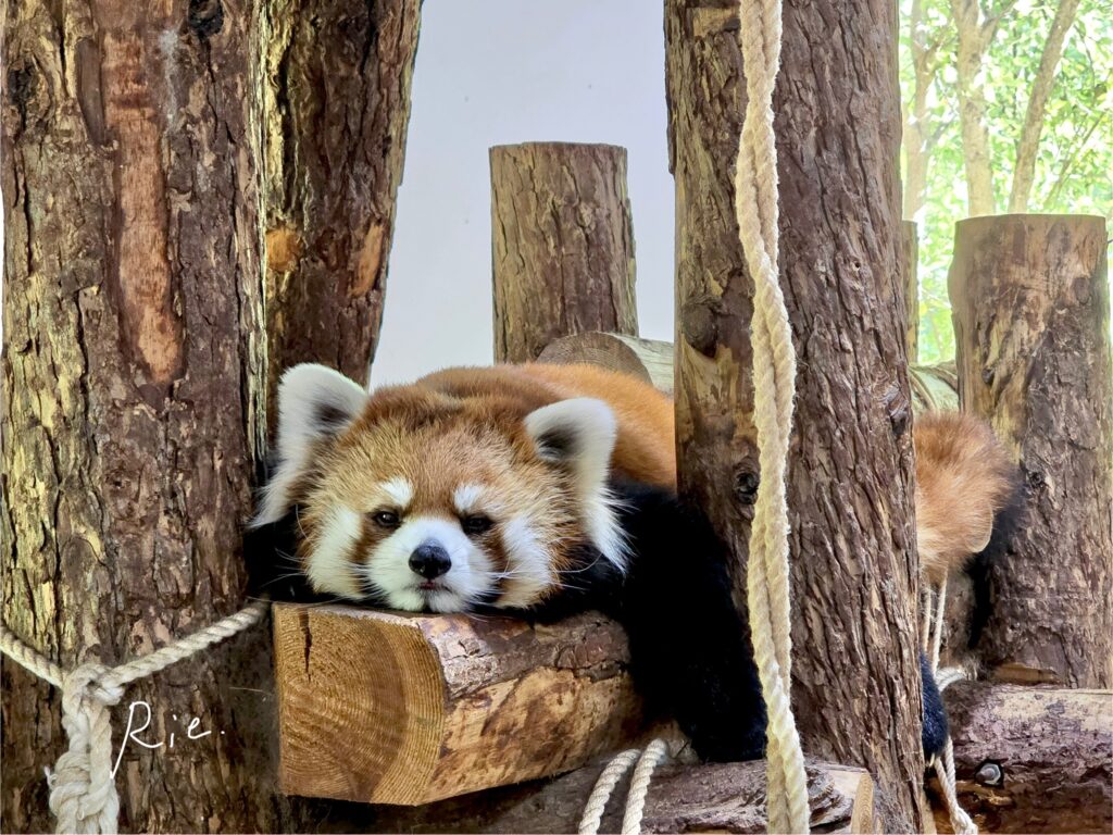 ぐでんとするアンコちゃん
