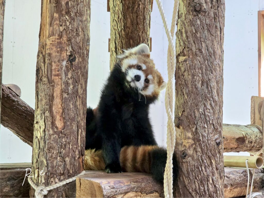 首をかしげるアンコちゃん