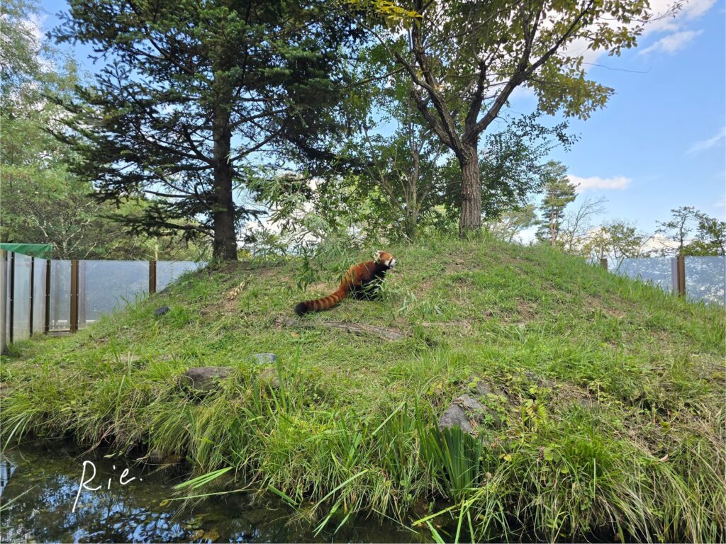 レッサーパンダの森の柵なしエリア