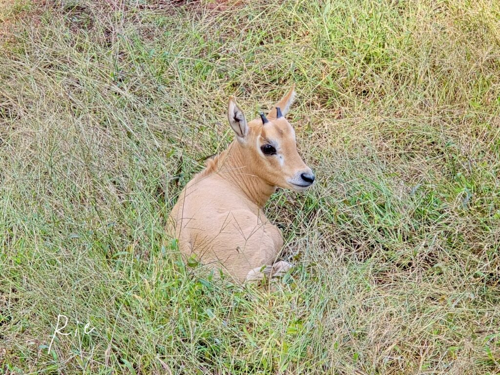 シロオリックスの赤ちゃん