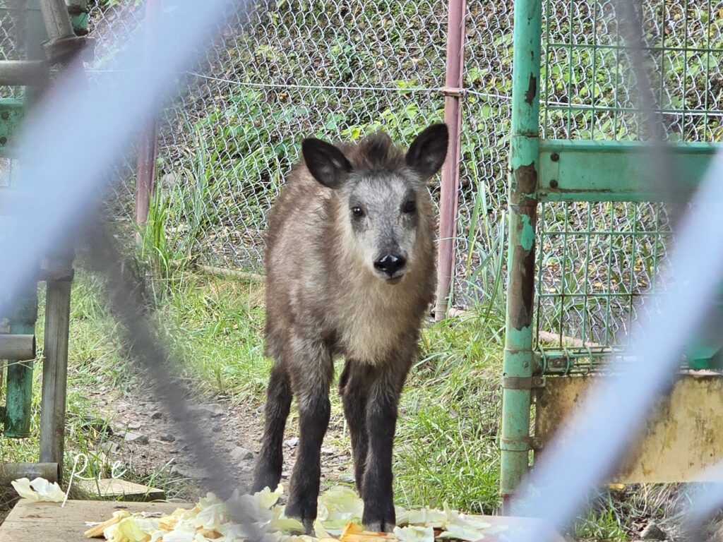 ニホンカモシカの赤ちゃん