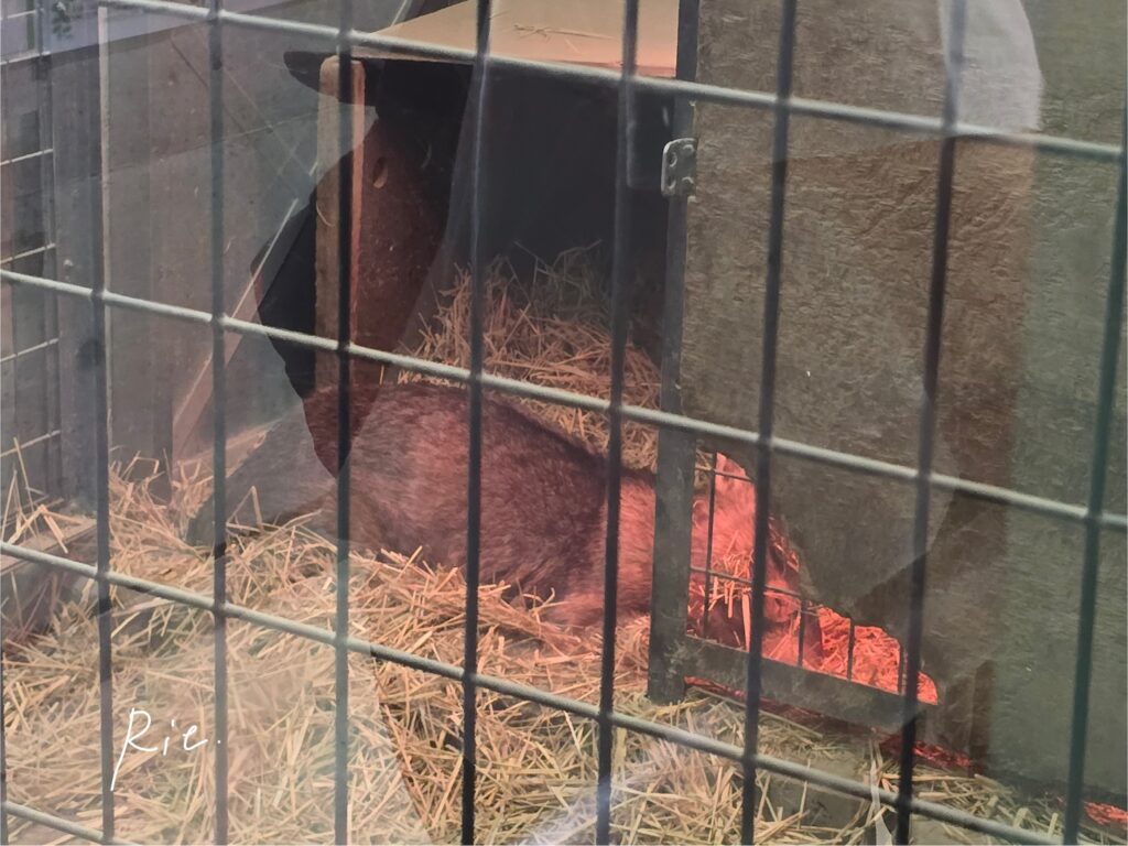 眠っているウォレスくん