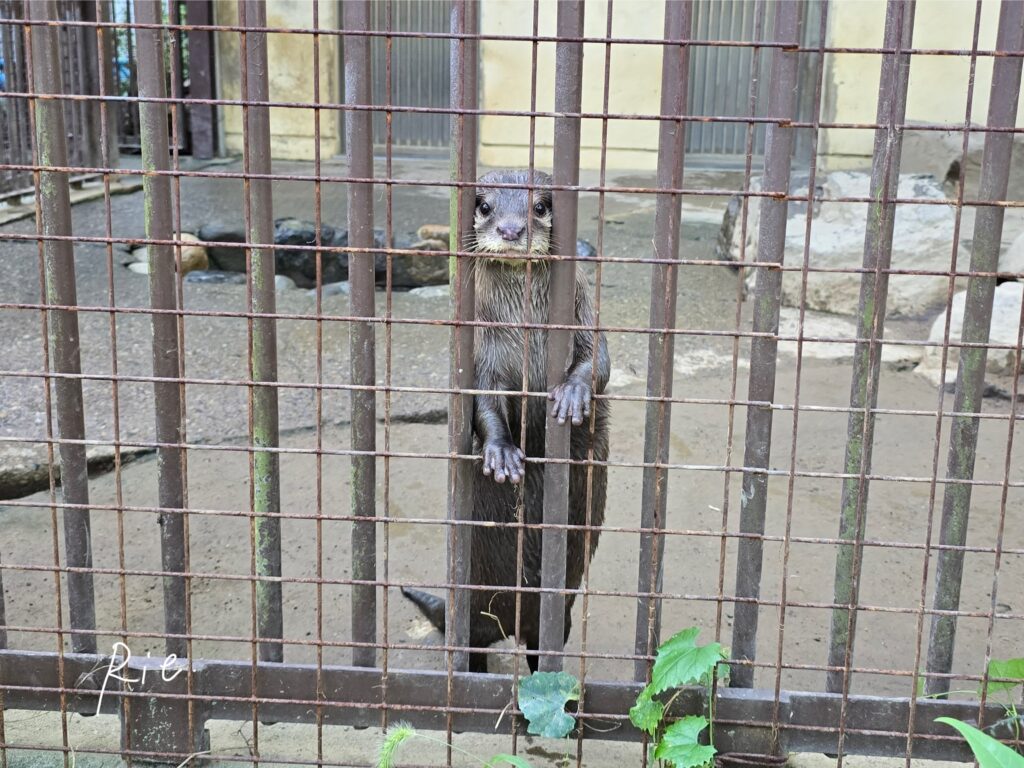 コツメカワウソ