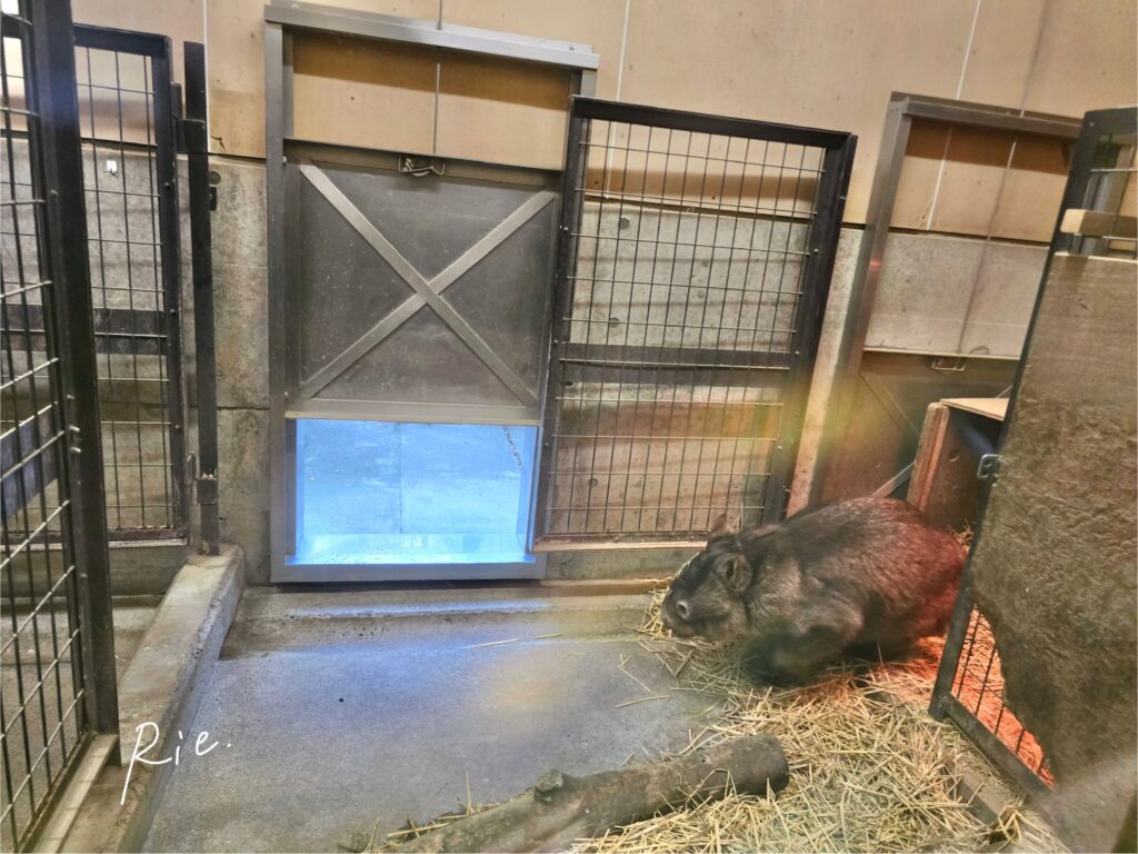 起きて行動開始したウォレスくん