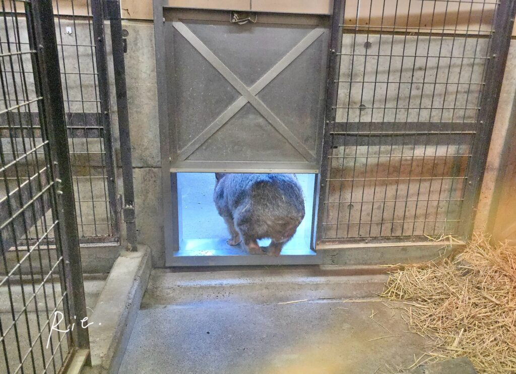 お外へ出かけるウォレスくん