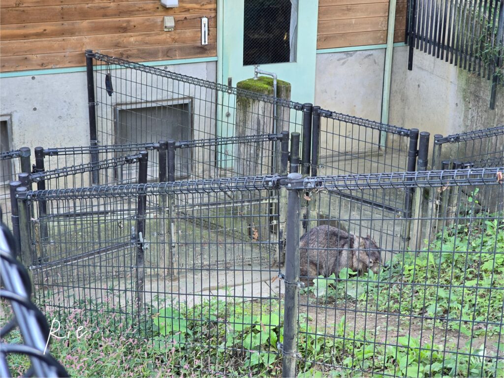 隅っこで草を頬張るウォレスくん