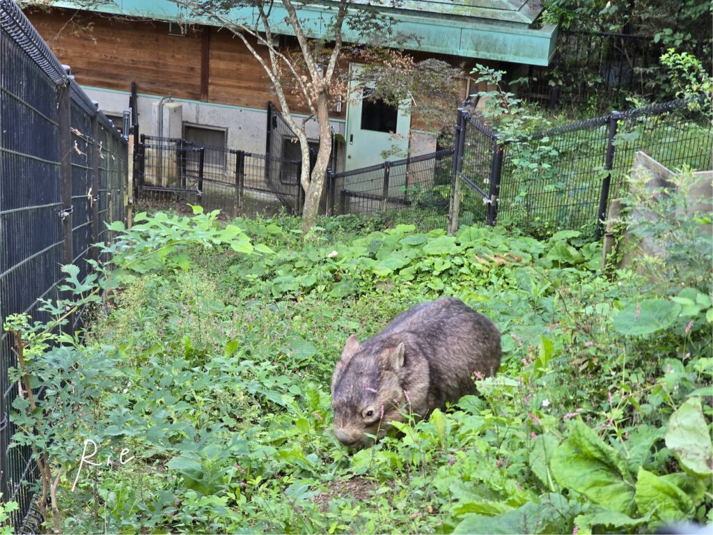 よく見えるところに来てくれたウォレスくん