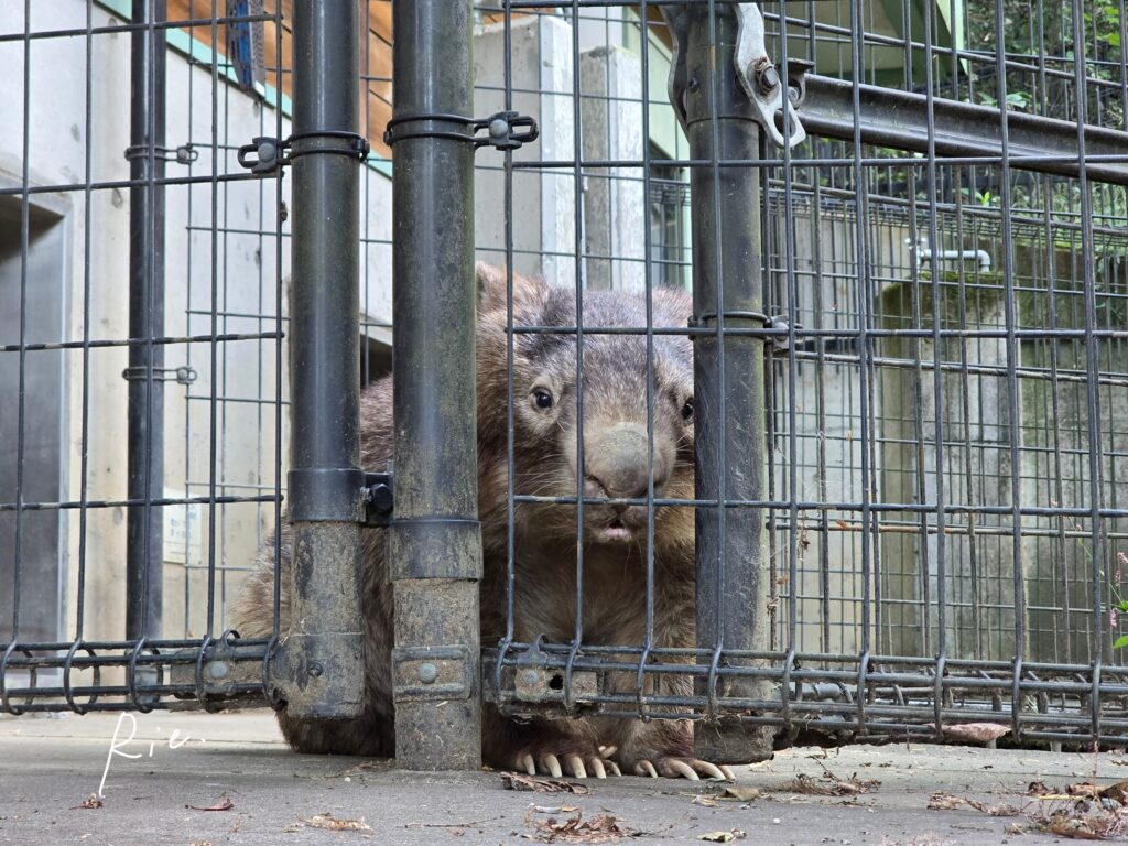 カメラ目線のウォレスくん