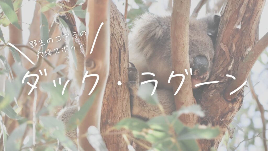 カンガルー島にある野生コアラの穴場スポット、ダック・ラグーン